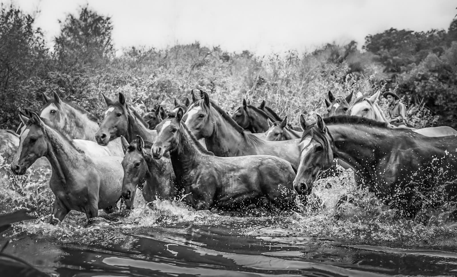 Cavalos da Água Selvagem