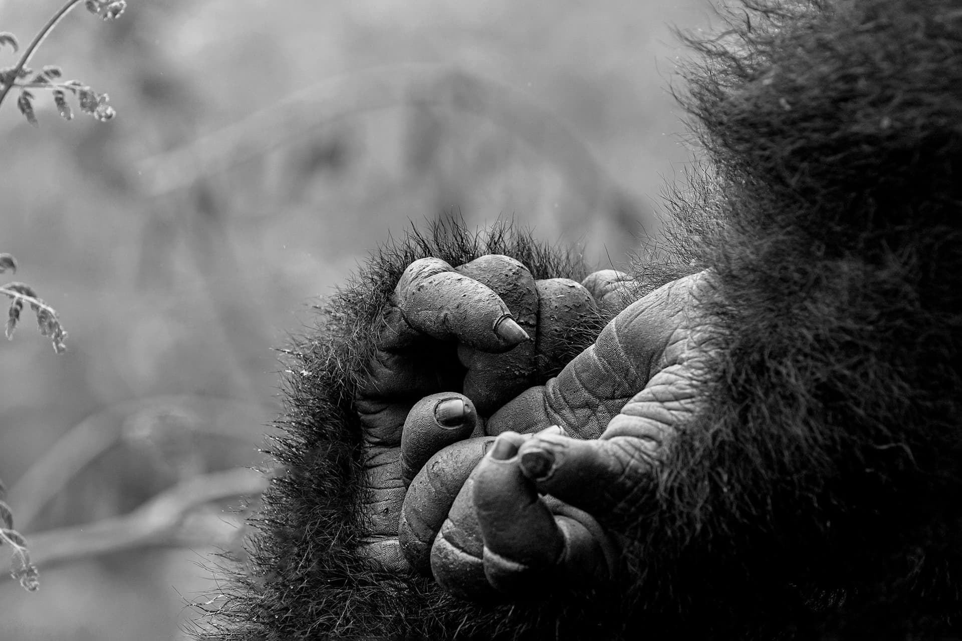Ancestralidade